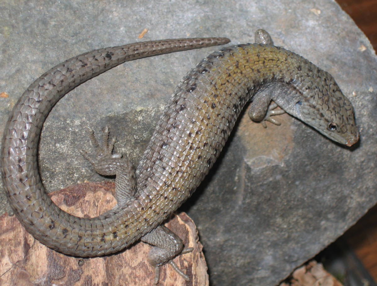 simali-alligator-kertenkelesi