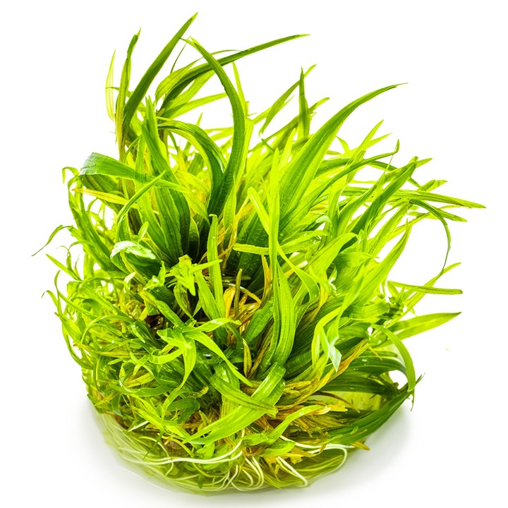 blyxa-japonica-bitki