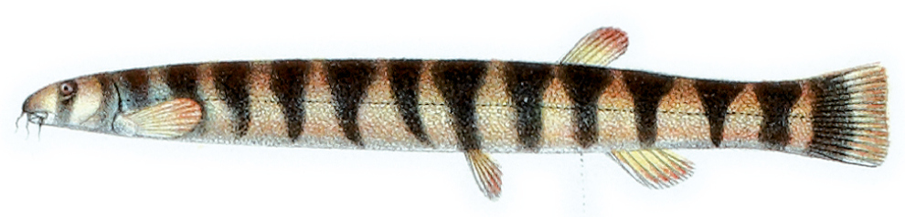 kuhli-loach-baligi