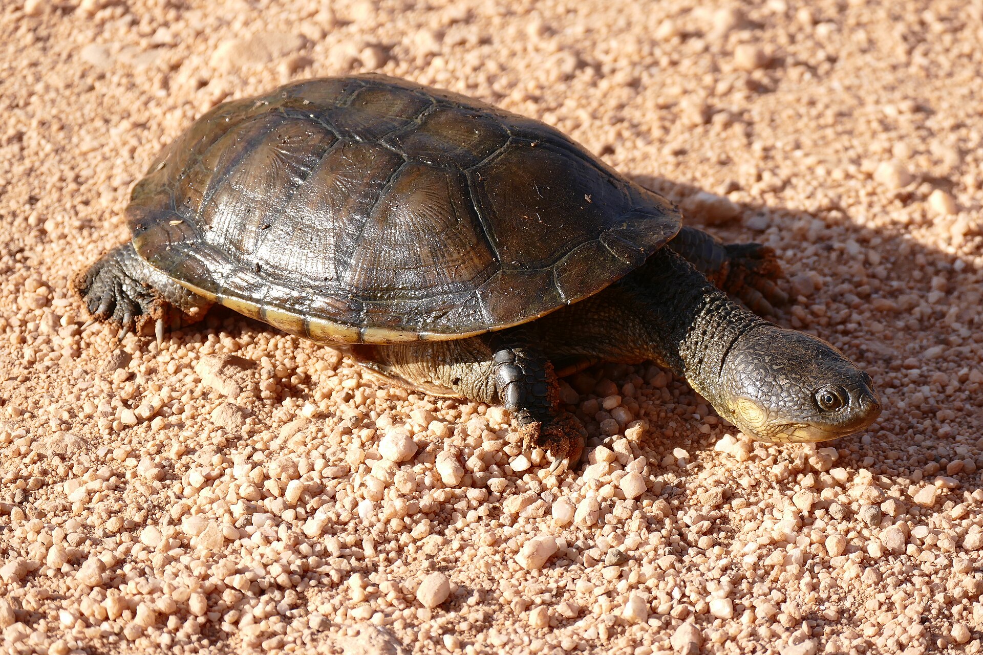 boyukbas-pantanal-bataqliq-tisbagasi