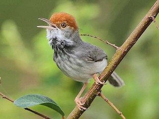 kamboca-tikici-qusu