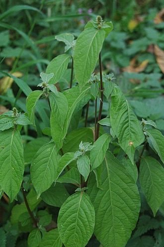 achyranthes-bidentata