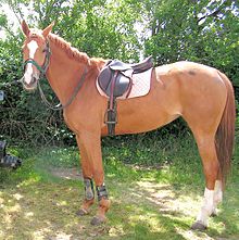 selle-francais-at-cinsi