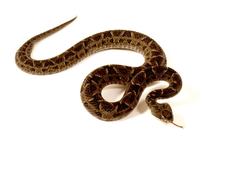 bothrops-diporus-ilani