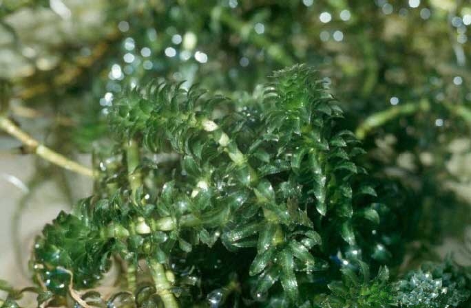 hydrilla-bitki