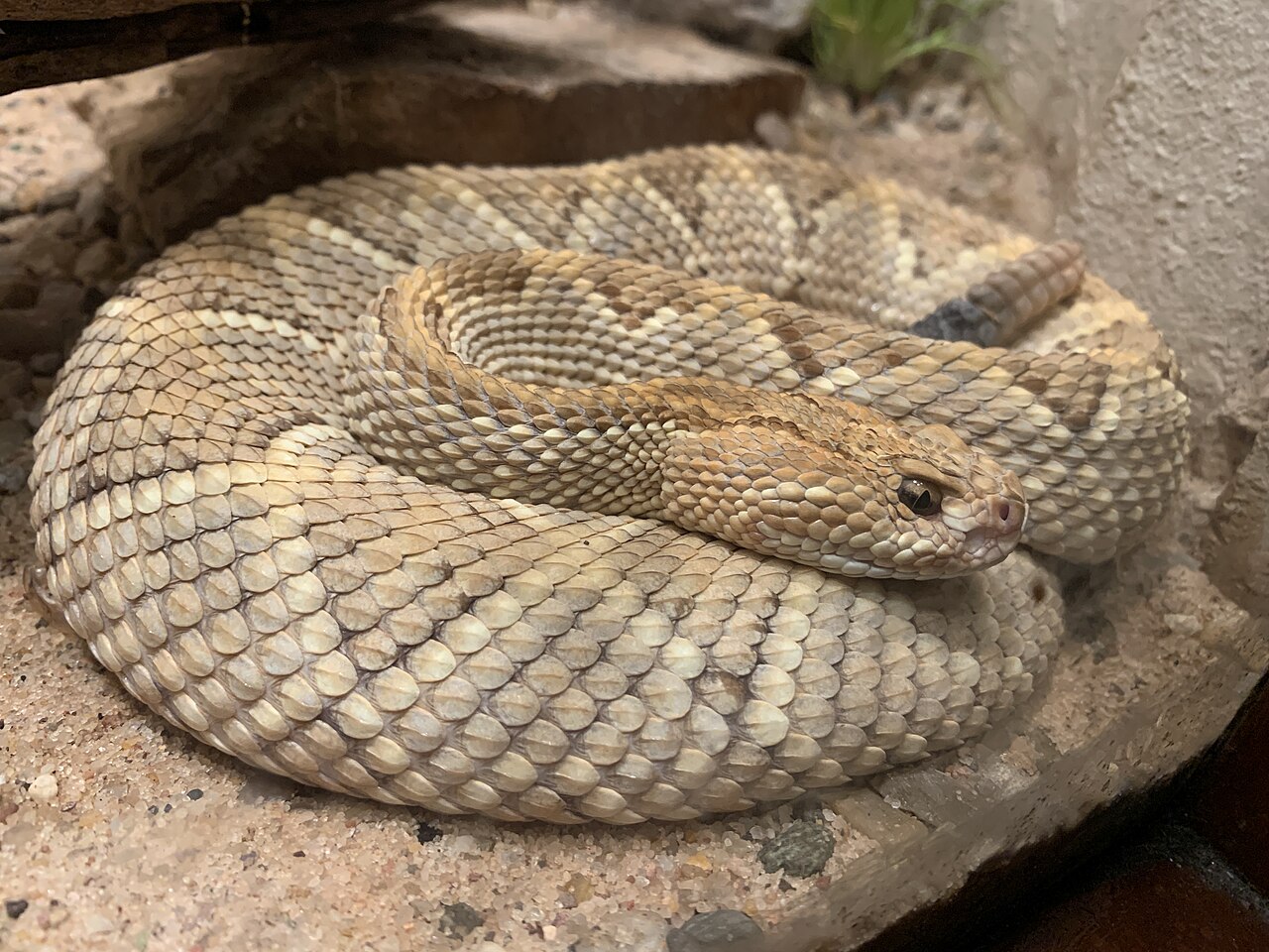 crotalus-unicolor-ilani