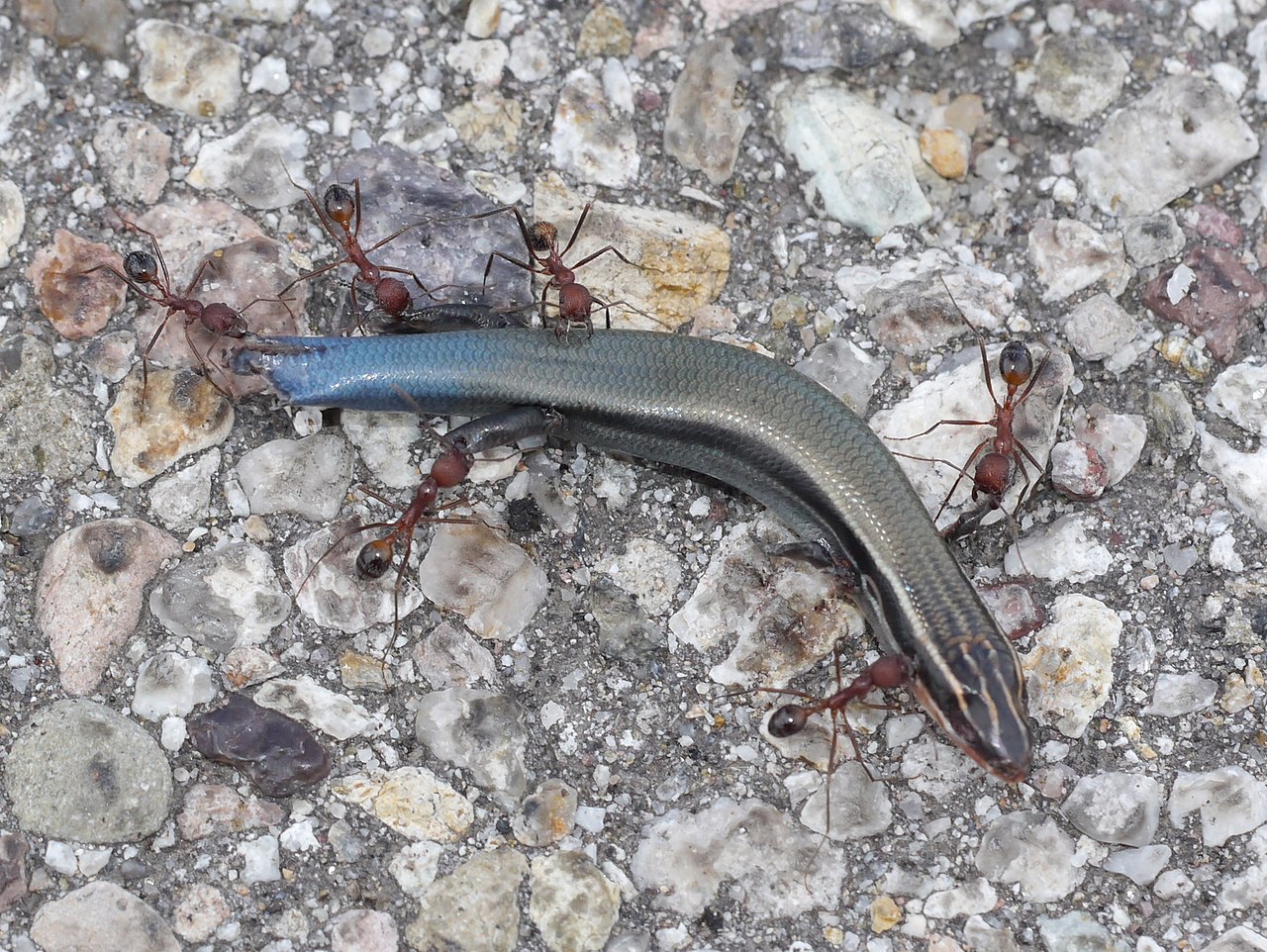 dag-skinki