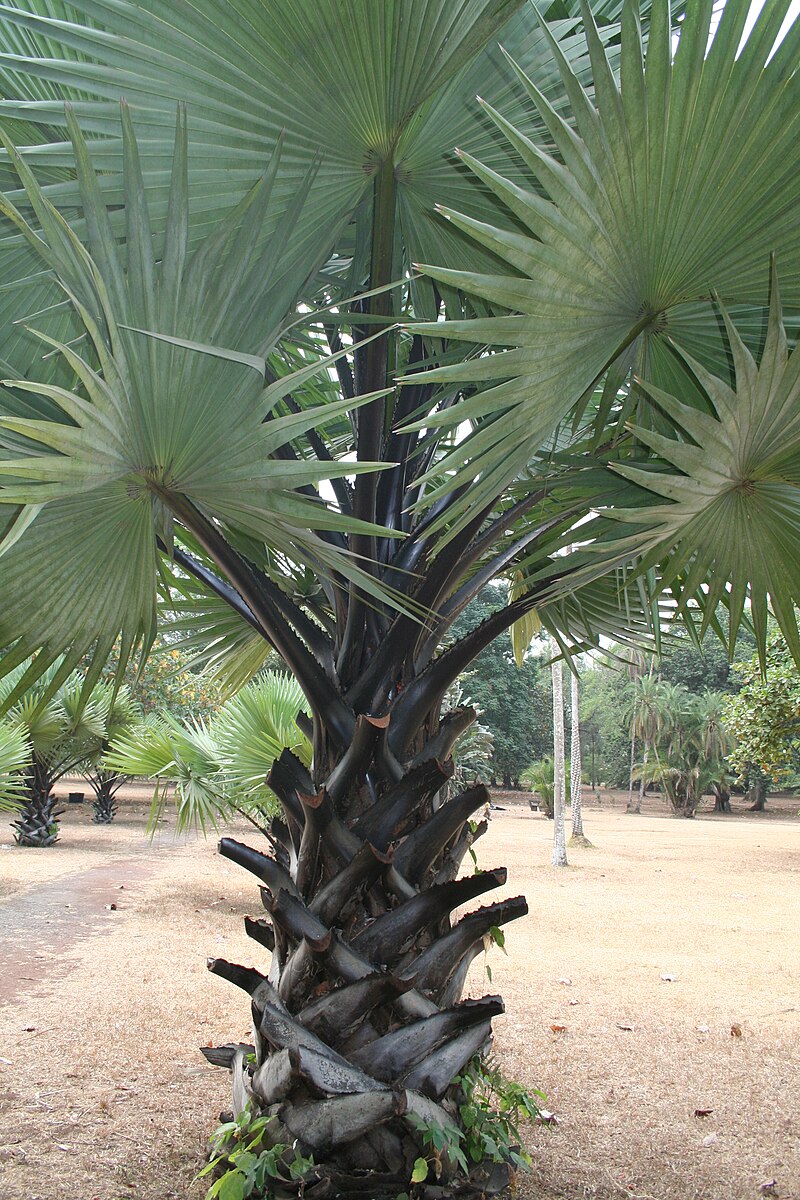 borassus-aethiopum-palmasi