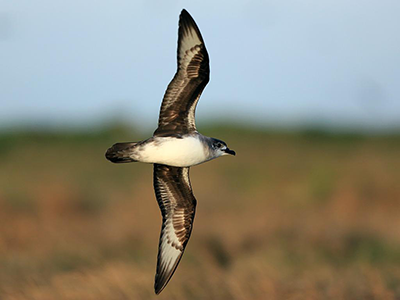 herald-petreli