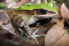 odorrana-graminea-qurbagasi