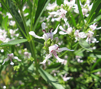 dianthera-americana