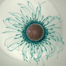 porpita-porpita-deniz-orqanizmi