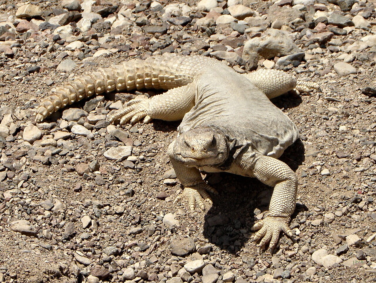 uromastyx-kertenkelesi