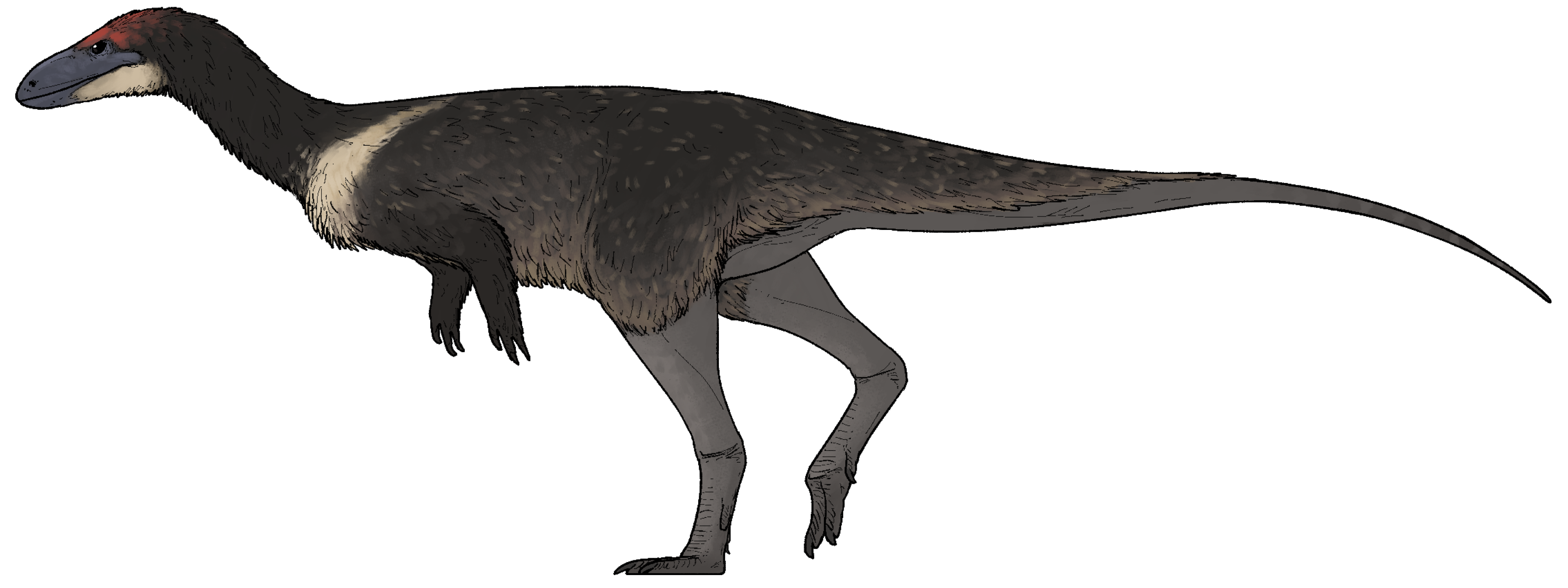 anteavis