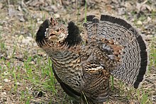 ruffed-grouse-keklik-novu