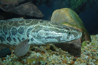 snakehead-balig