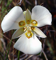 calochortus