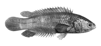 climbing-gourami