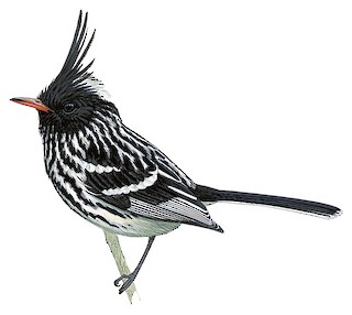qara-kekilli-tit-tiran