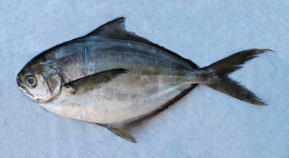 pompano-baligi