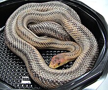 pantherophis-bairdi-ilani