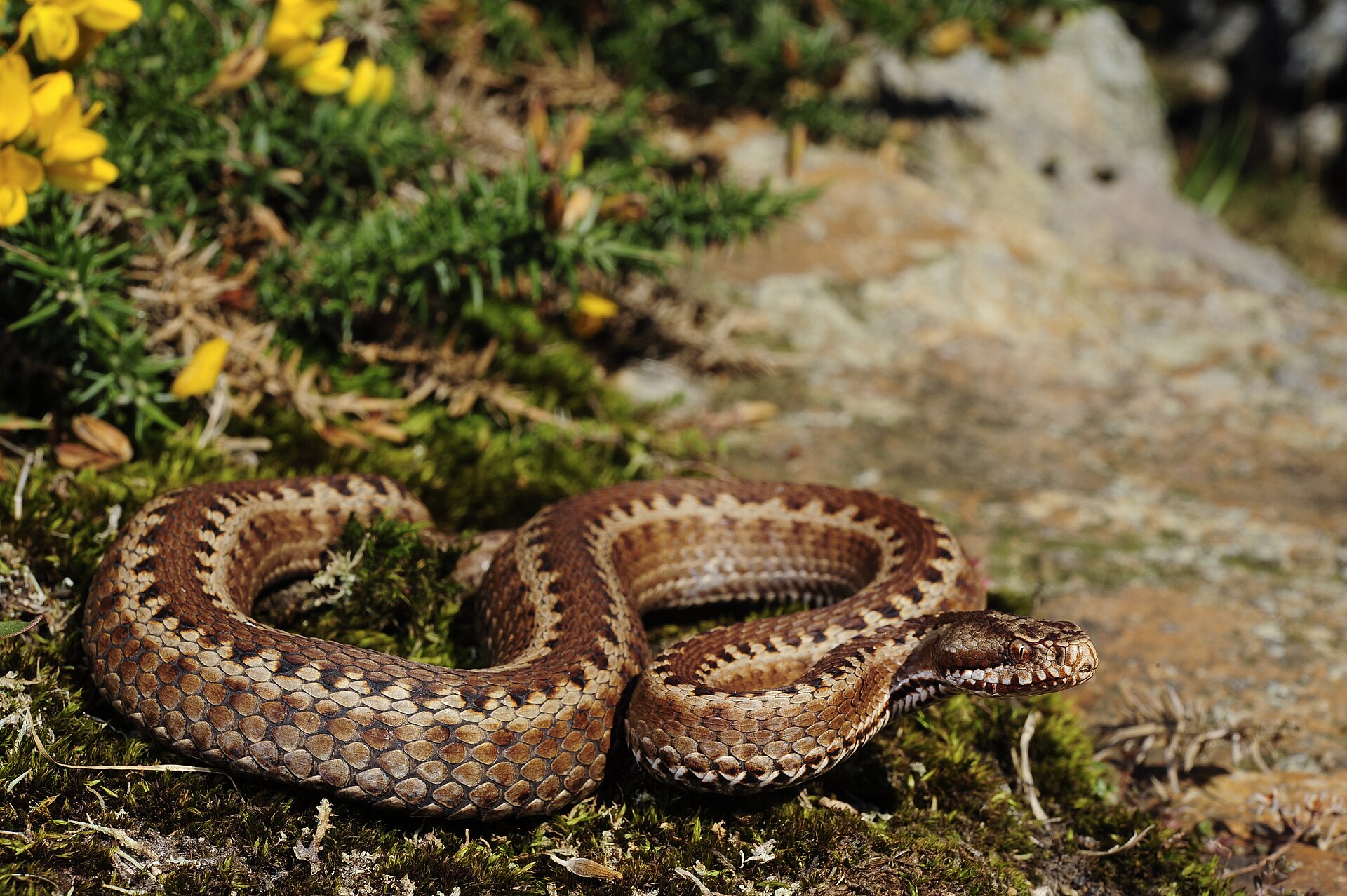 vipera-seoanei-ilani