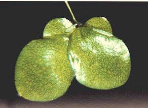 lemna-gibba