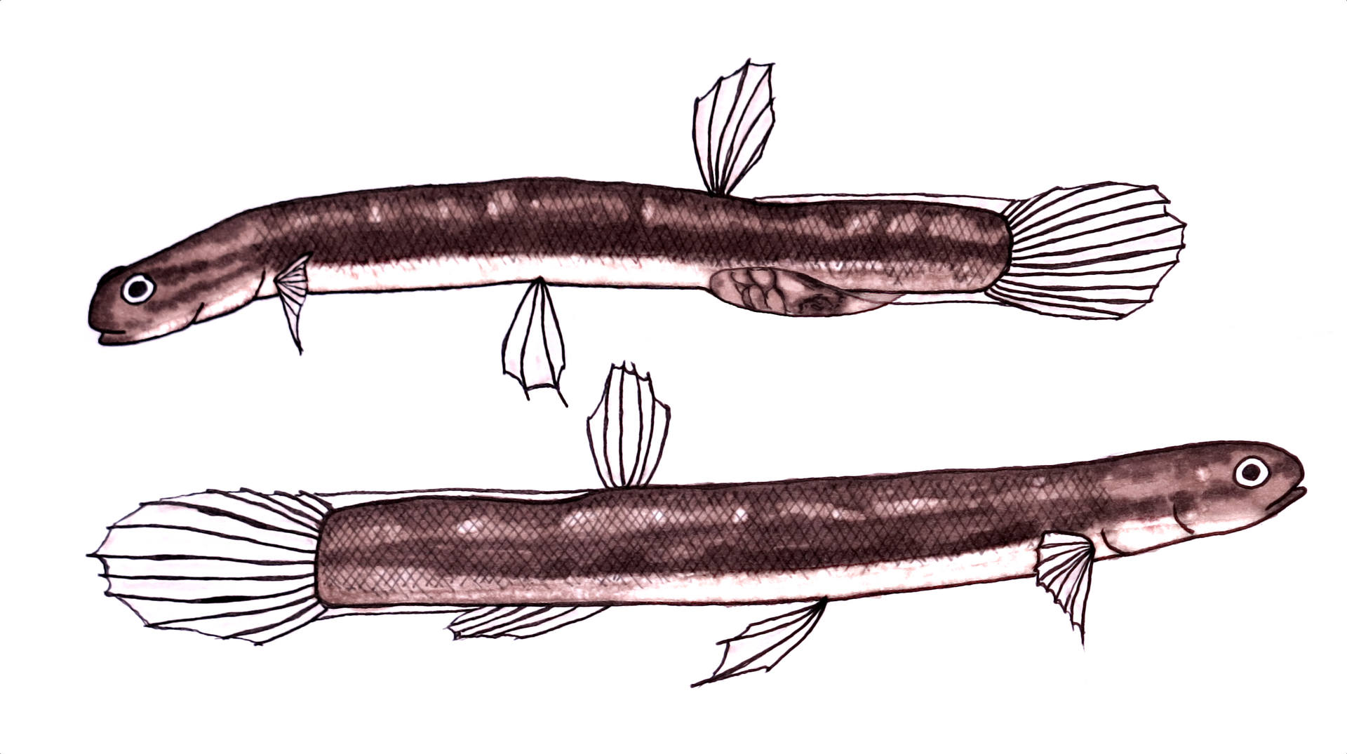 lepidogalaxias-salamandroides-baliqlari