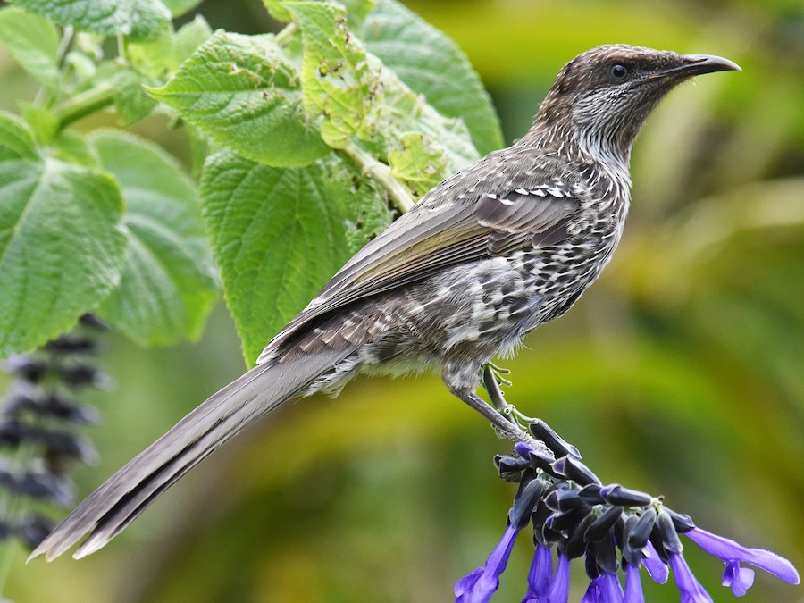 kicik-wattlebird