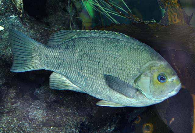 girella-nigricans-baligi