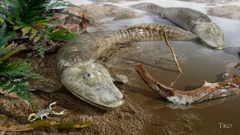 tiktaalik