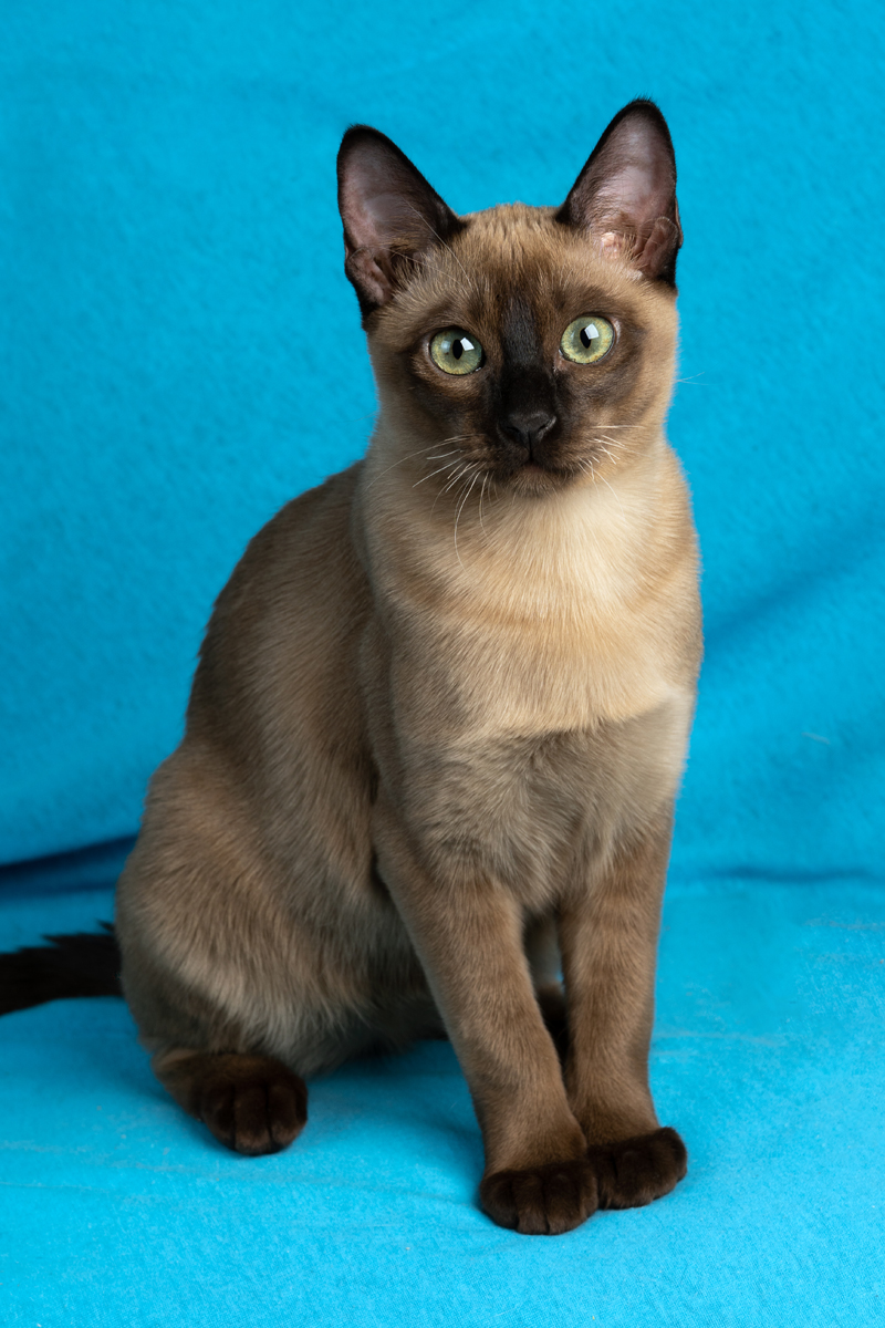 tonkinese-pisiyi