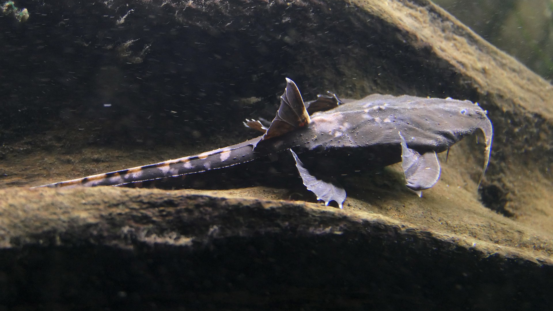aspredinidae-baliq-novu