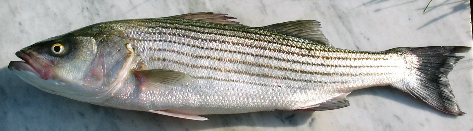 bass-baliq-novu