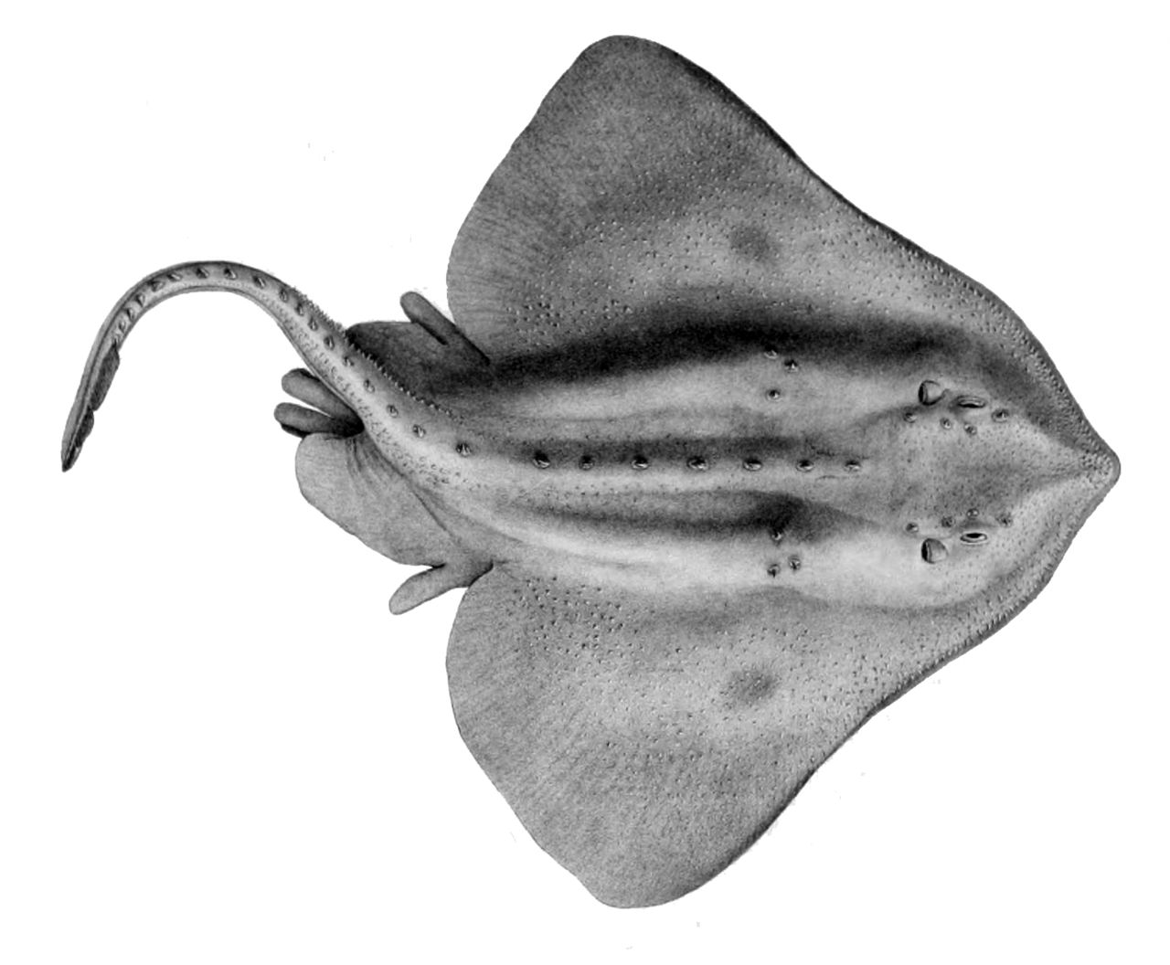 skatlar
