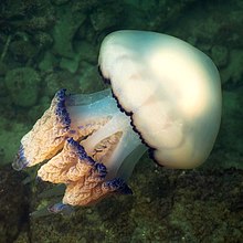 rhizostoma-pulmo-meduza-cinsi