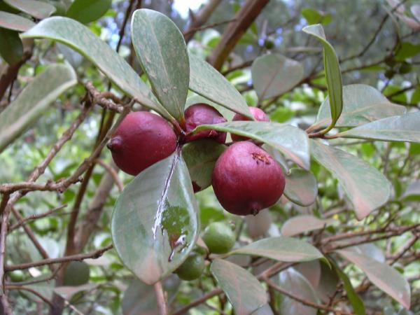 ciyelek-ve-ya-albali-qvava-psidium-cattleyanum
