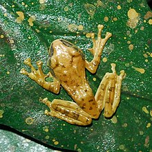 leptomantis-harrissoni-qurbagasi