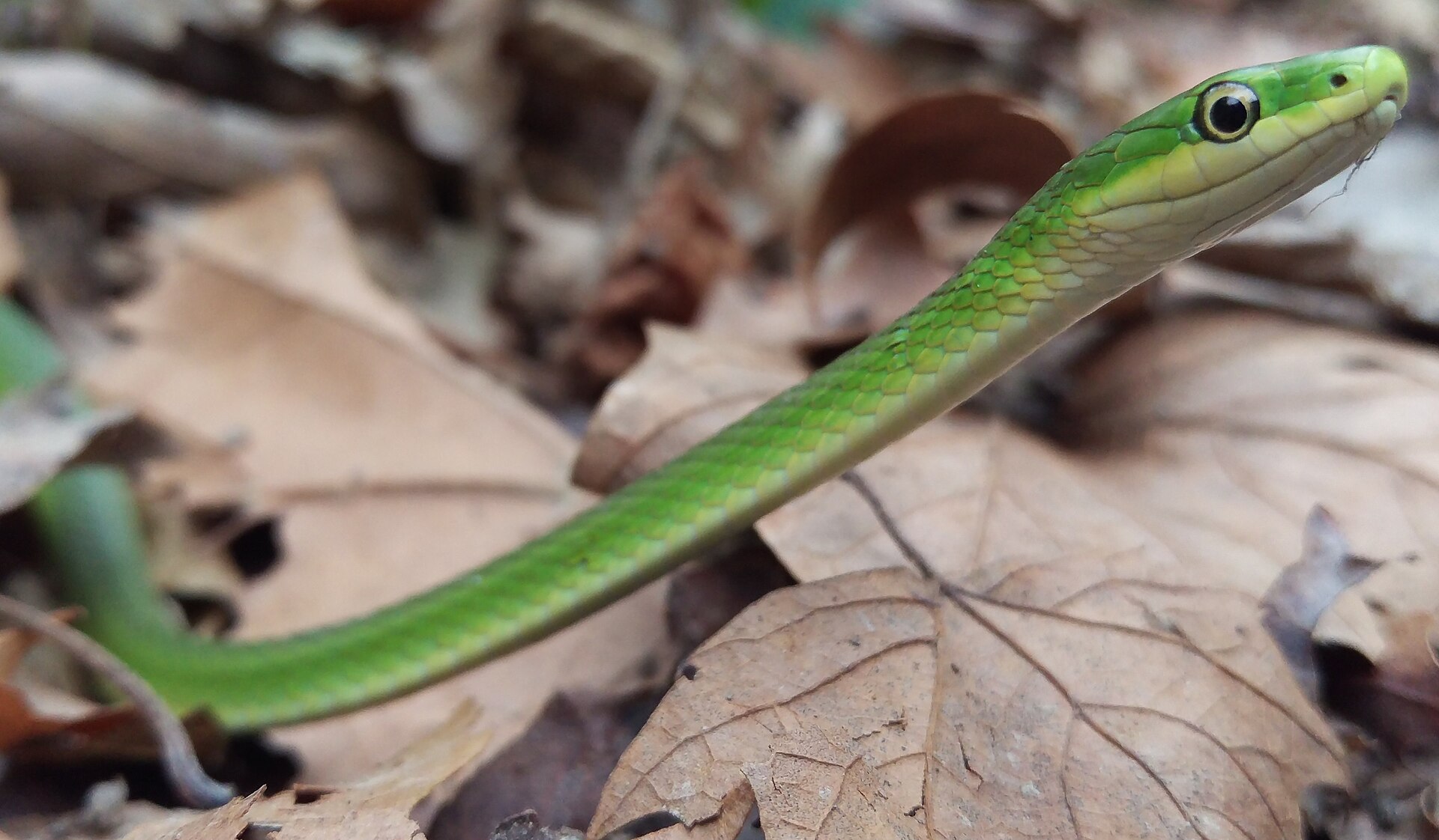 opheodrys-aestivus-ilani