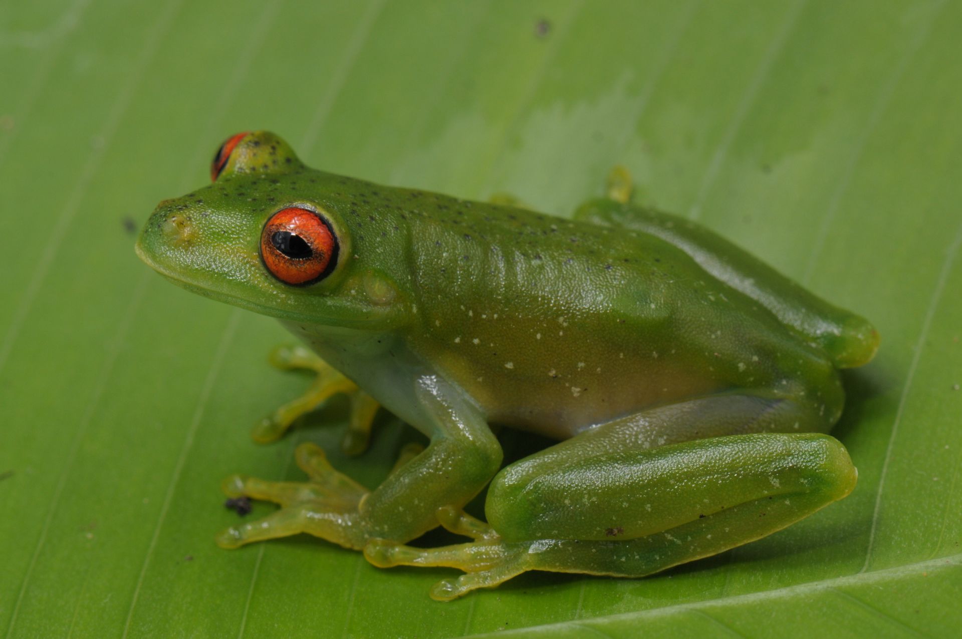 aplastodiscus-sibilatus-qurbagasi
