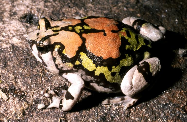 scaphiophryne-gottlebei-qurbagasi