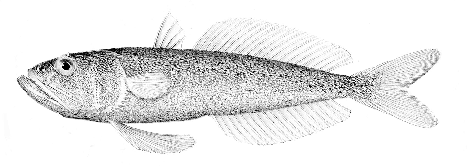 champsodon
