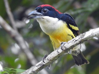 besrengli-barbet