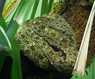 bothrops-taeniatus-ilani