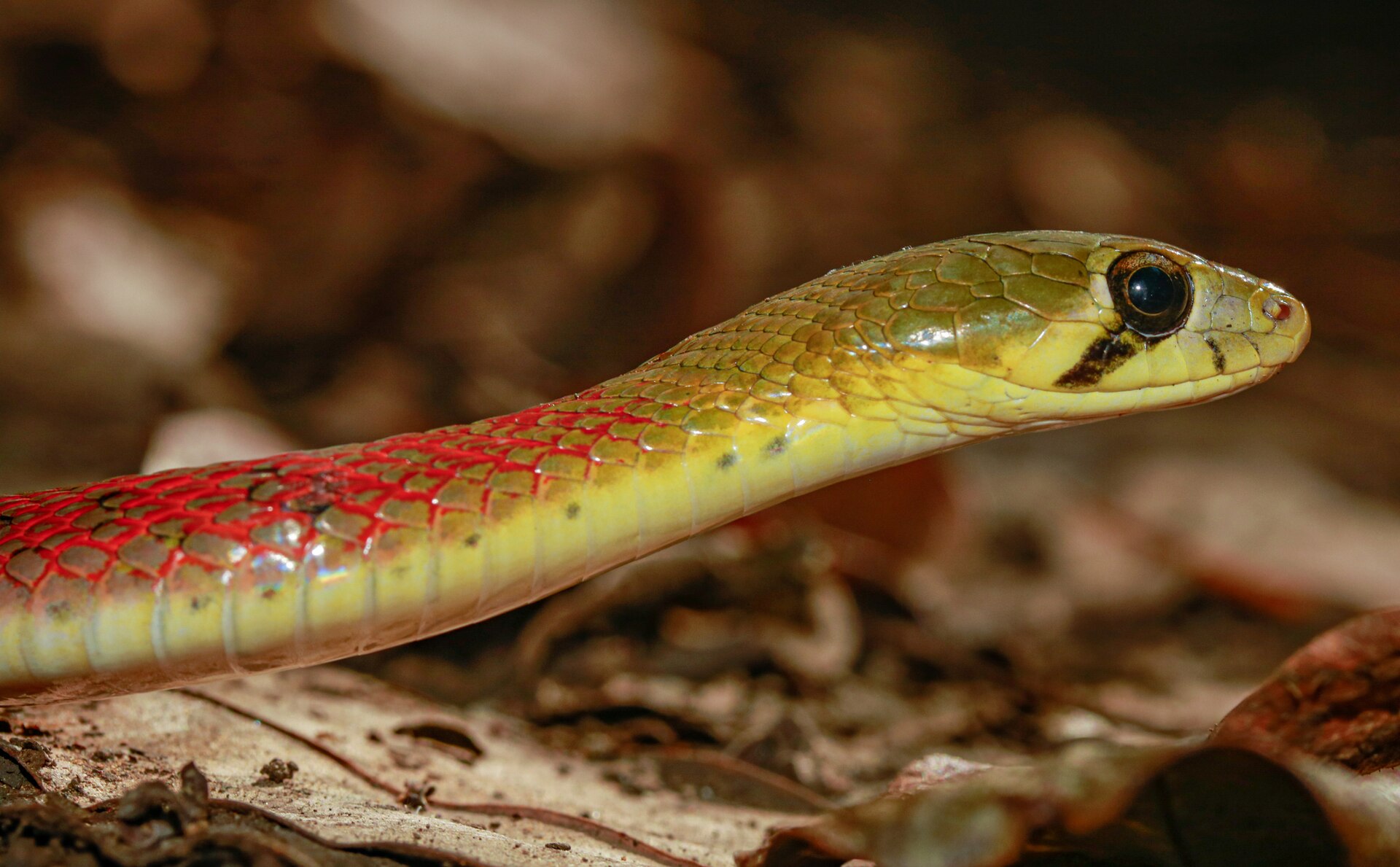 rhabdophis-subminiatus-ilani