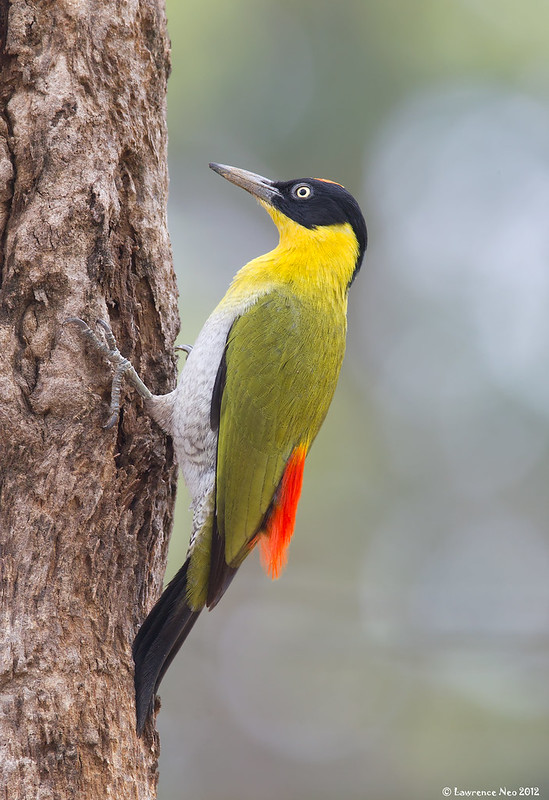 qara-basli-agacdelen