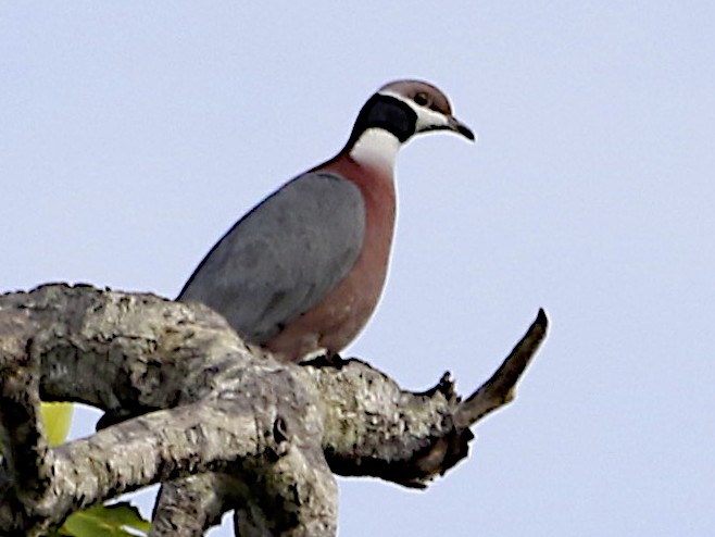 yaxaliqli-imperator-goyercini