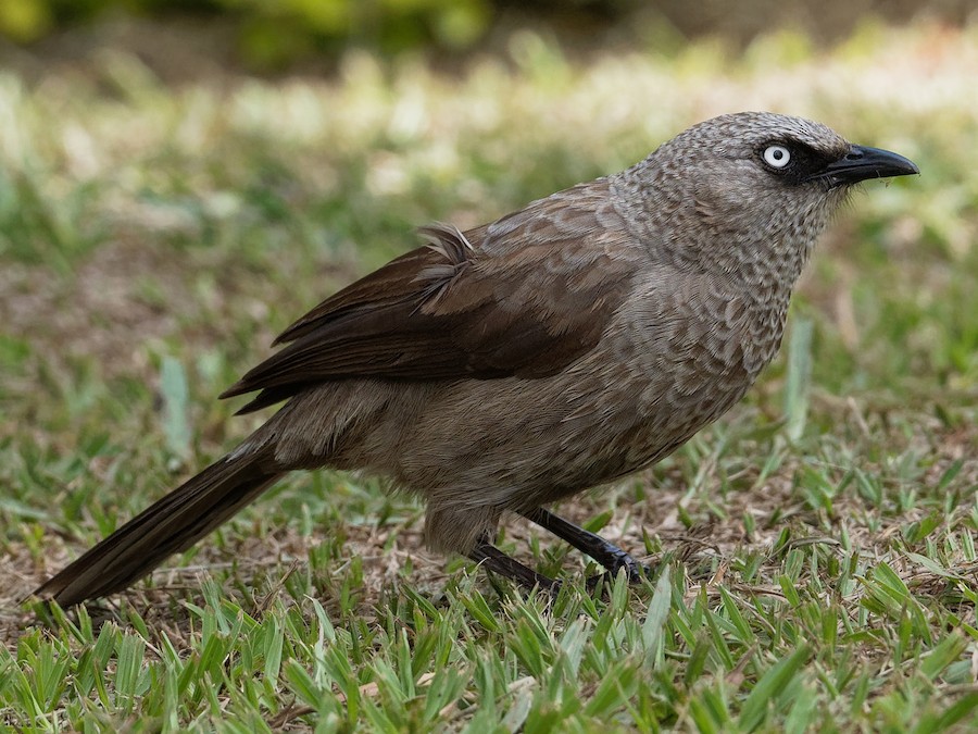 qara-gozaltli-babbler