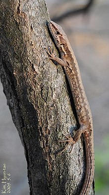 takydromus-amurensis-kertenkelesi