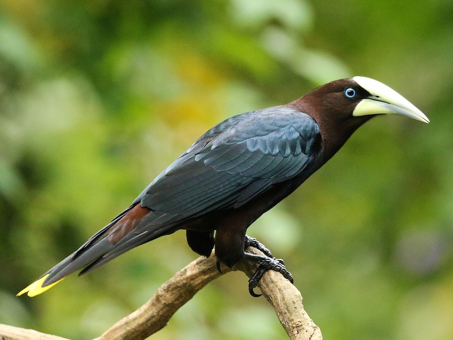 sabalidibas-oropendola